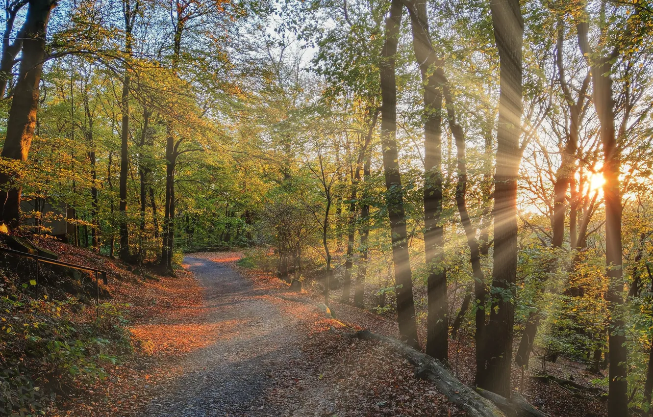 Фото обои дорога, осень, солнечно, лучи солнца