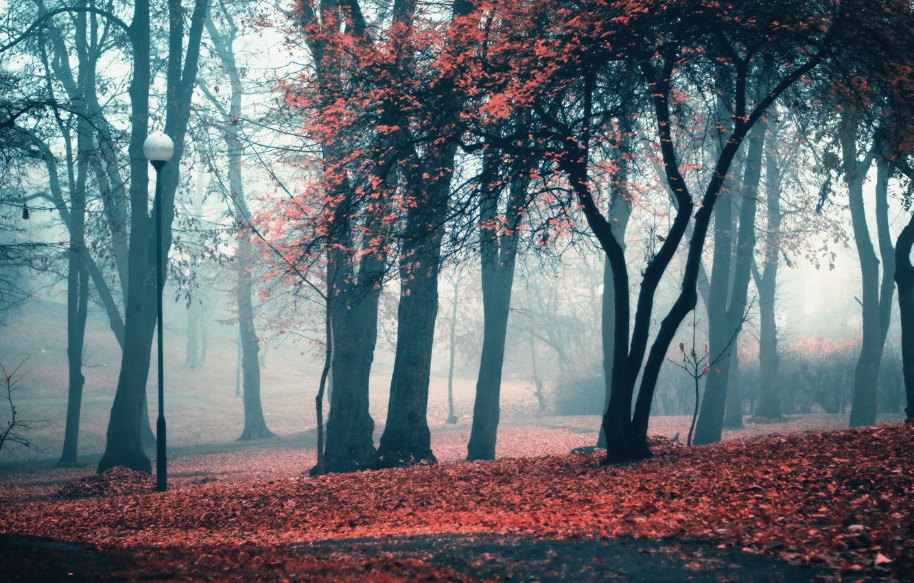 Фото обои осень, листья, деревья, парк, фонарь