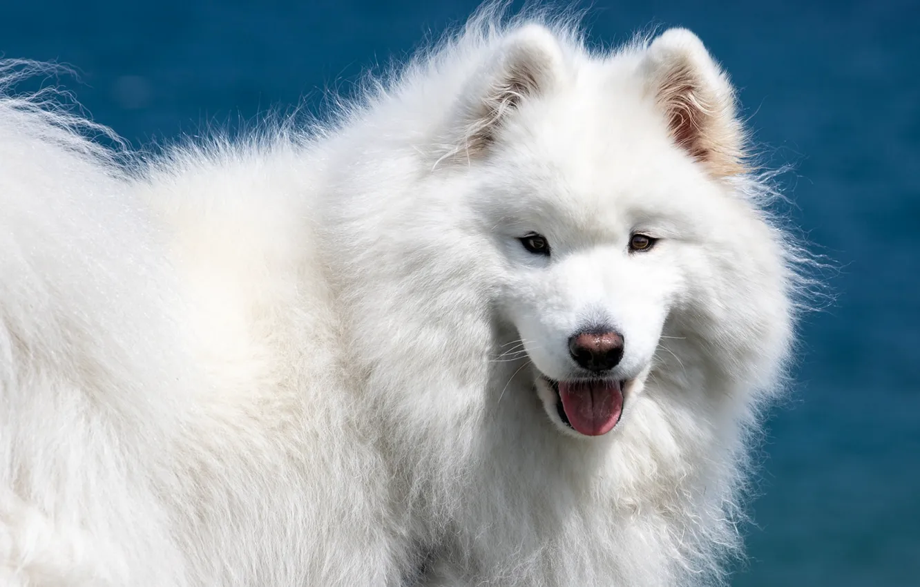 Фото обои взгляд, морда, собака, белая, пушистая, Самоед, Самоедская лайка