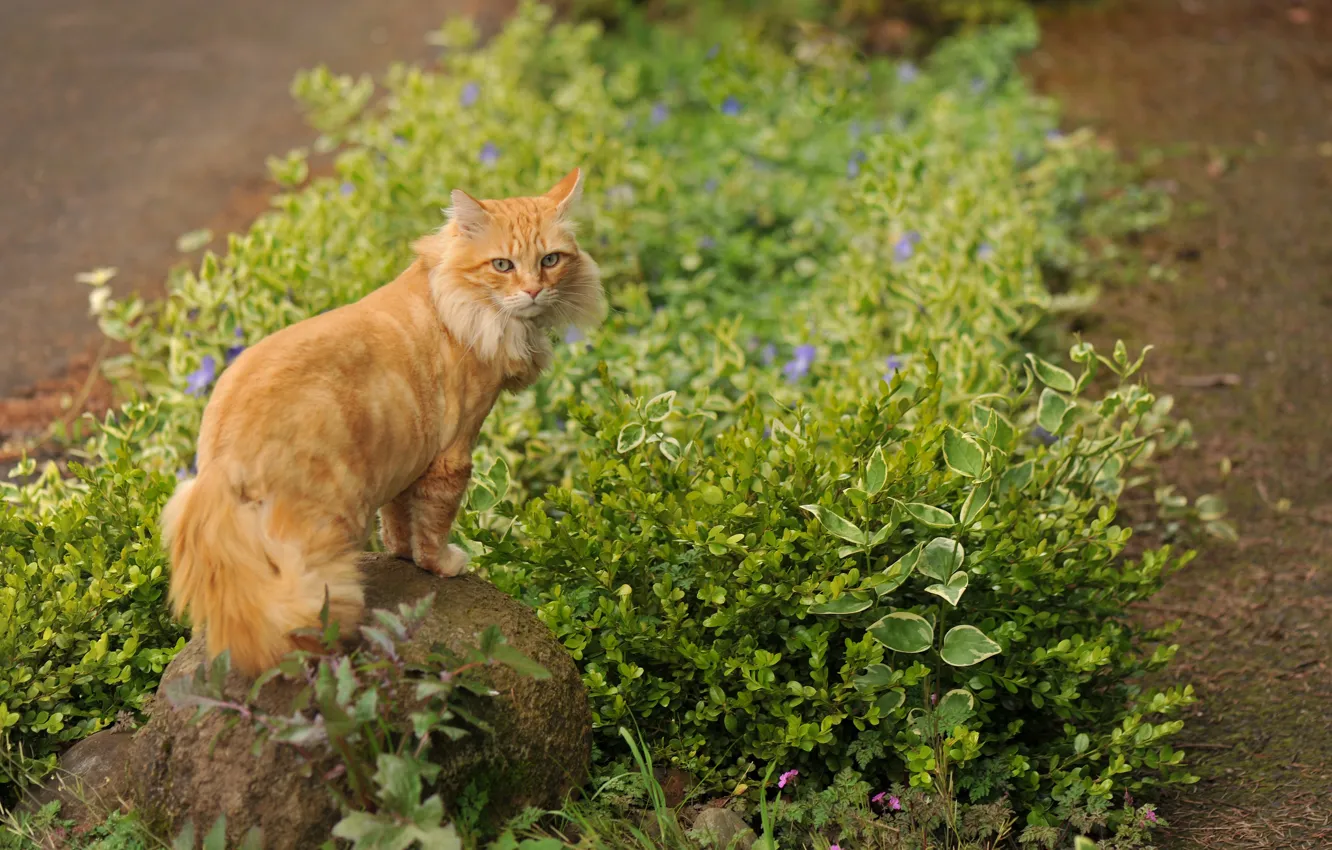 Фото обои трава, кот, цветы, камень, рыжий