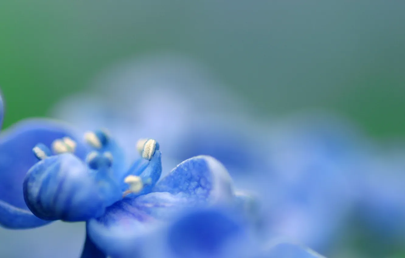 Фото обои цветок, цвета, макро, синий, зеленый, голубой, фокус, размытость