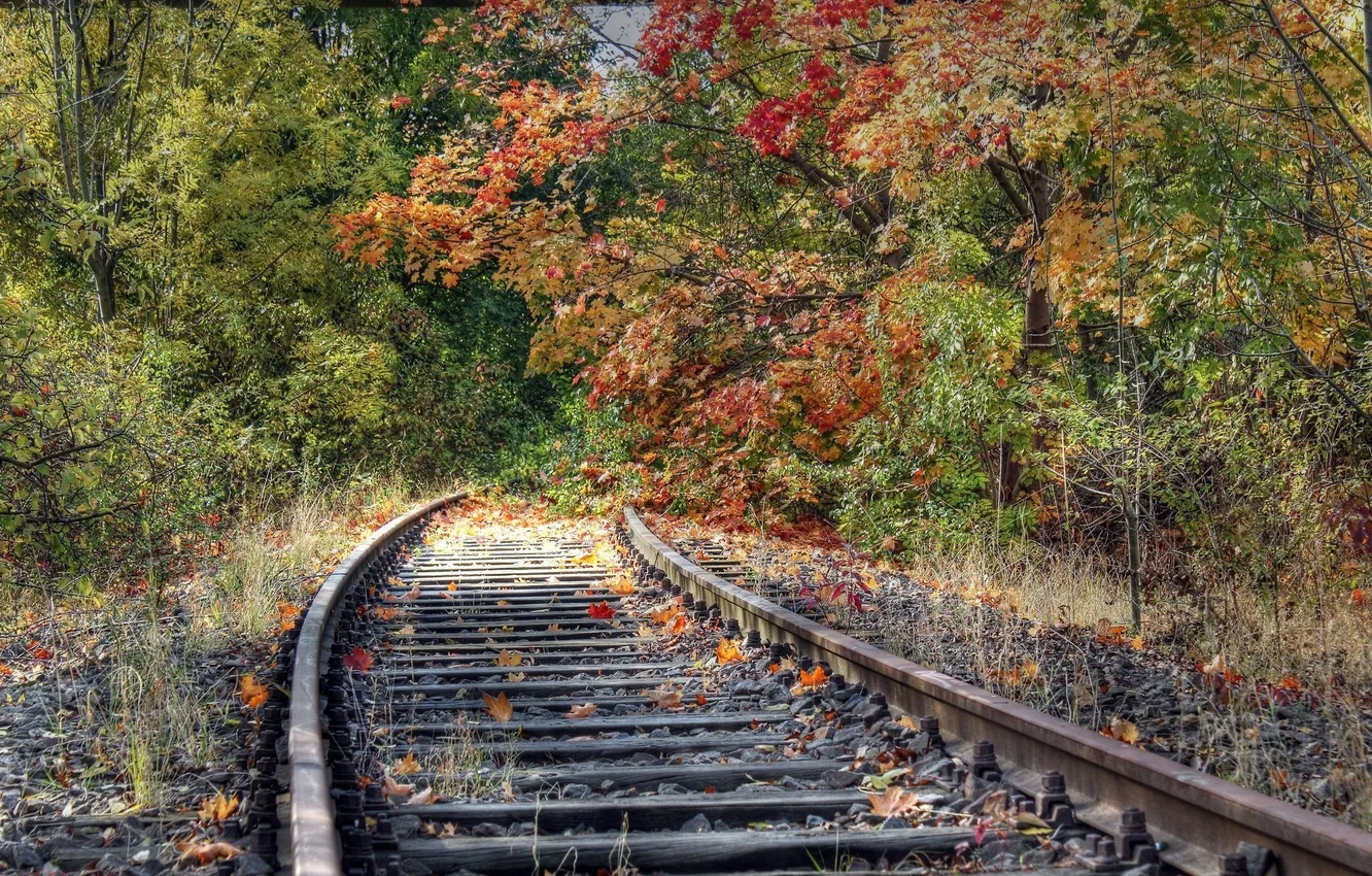 Фото обои дорога, осень, листья, рельсы, железная