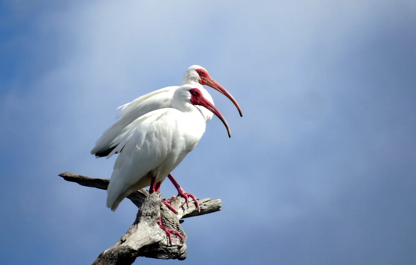 Фото обои птицы, природа, white ibis