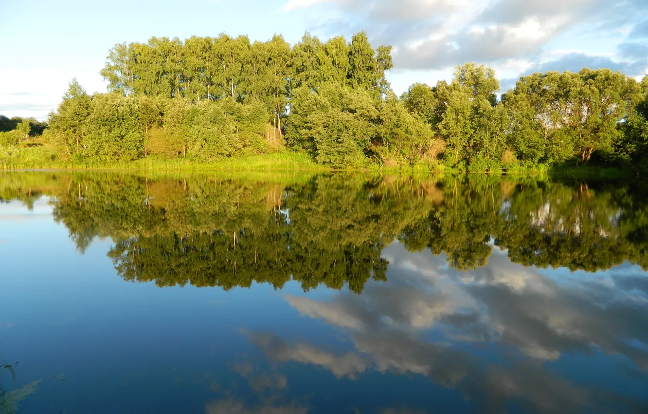Фото обои лето, озеро, березы, роща