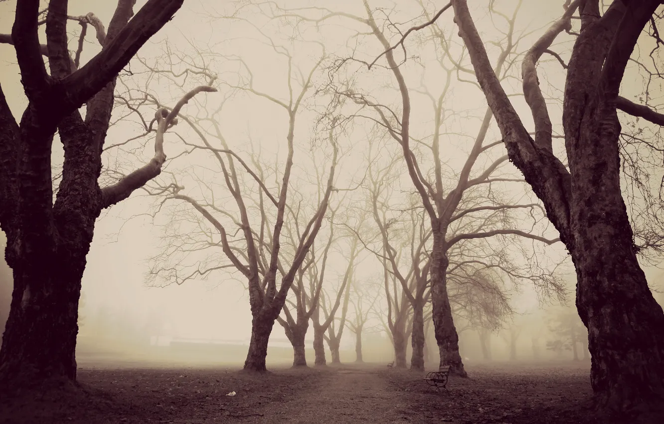 Фото обои деревья, природа, туман, парк