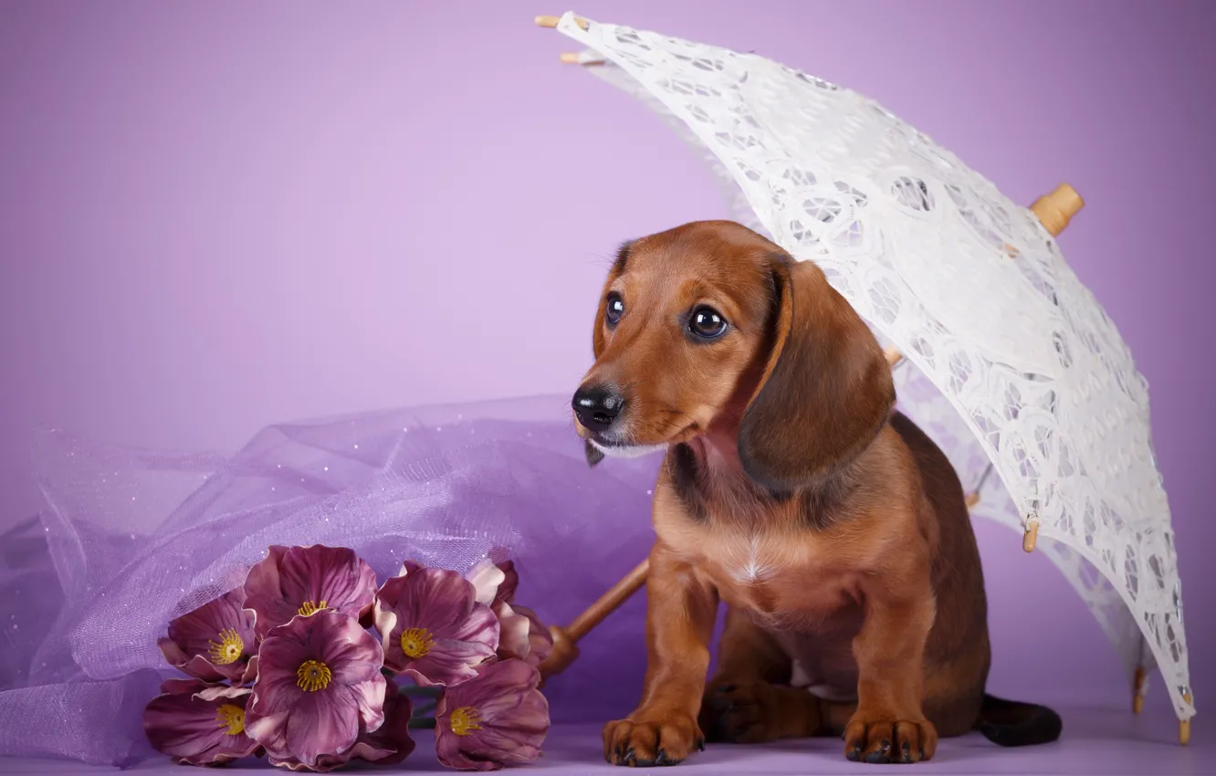Фото обои цветы, зонт, щенок, такса, сиреневый фон