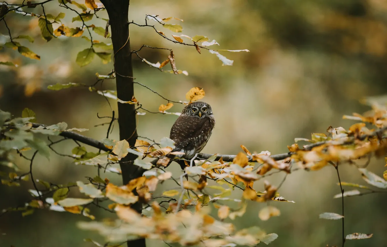 Фото обои осень, дерево, сова