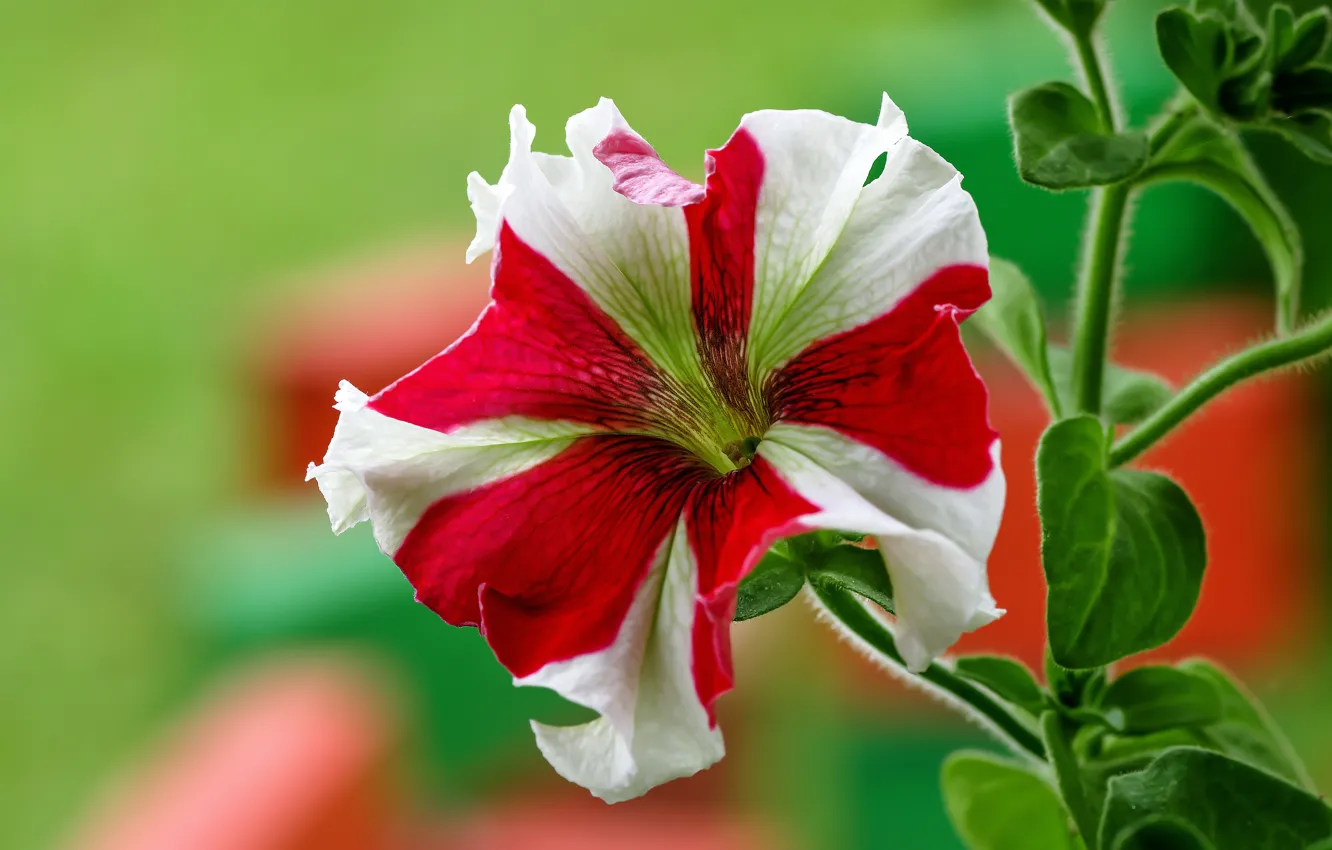 Фото обои цветок, фон, полосатая, петуния, красная с белым