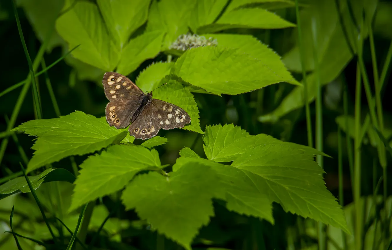 Фото обои природа, бабочка, весна, снен