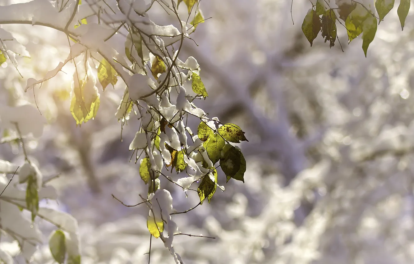 Фото обои листья, снег, природа