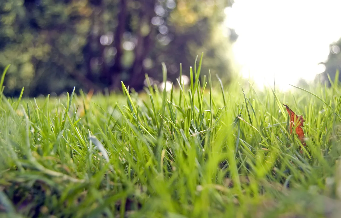 Фото обои зелень, трава, солнце, макро, свет, деревья, природа, боке