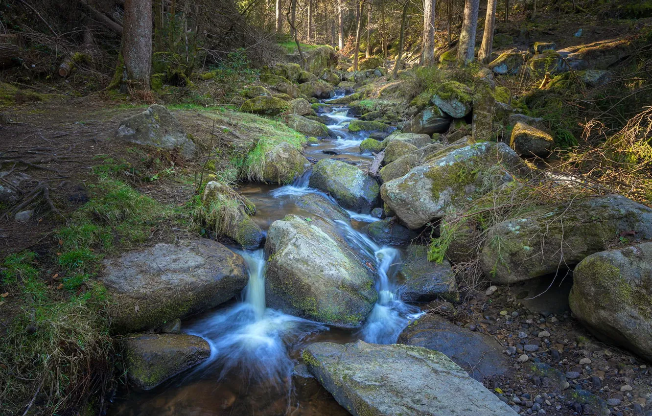 Фото обои лес, природа, ручей, камни