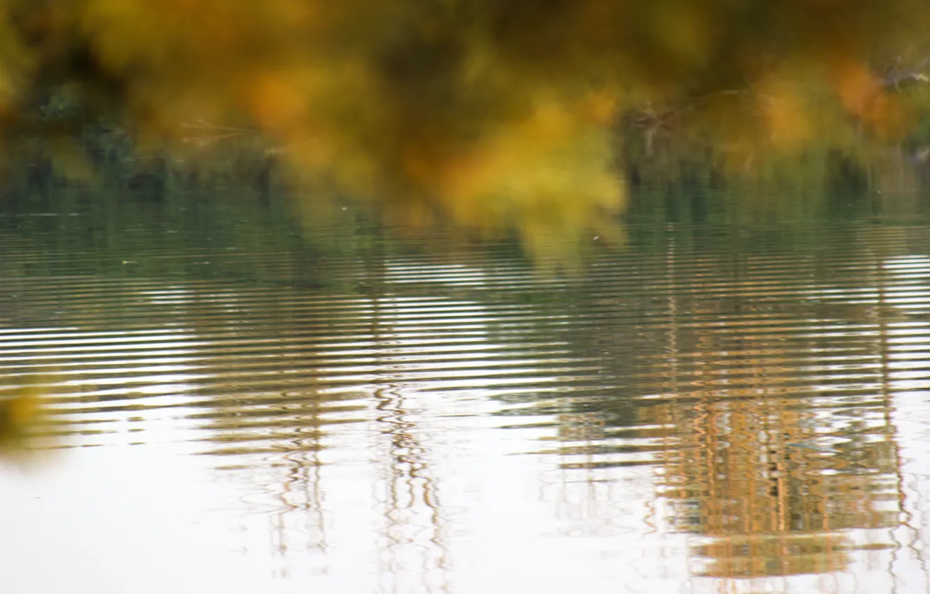 Фото обои волны, осень, листья, вода, природа, отражение, фон, обои