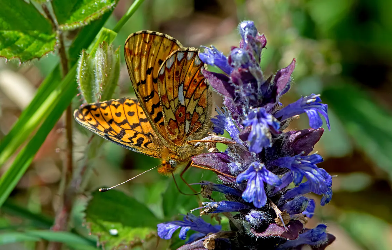 Фото обои цветок, макро, бабочка, Перламутровка эвфросина