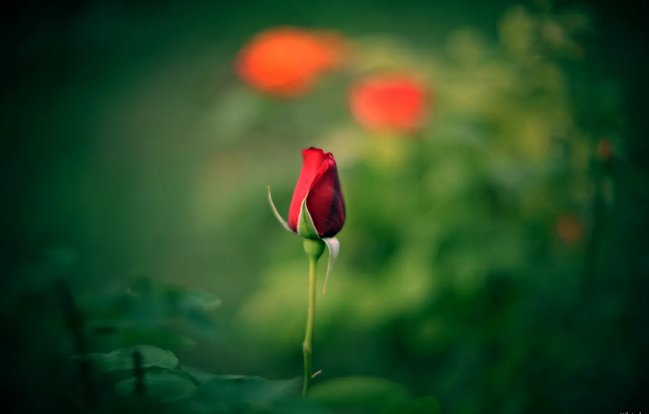 Фото обои красный, розы, бутоны