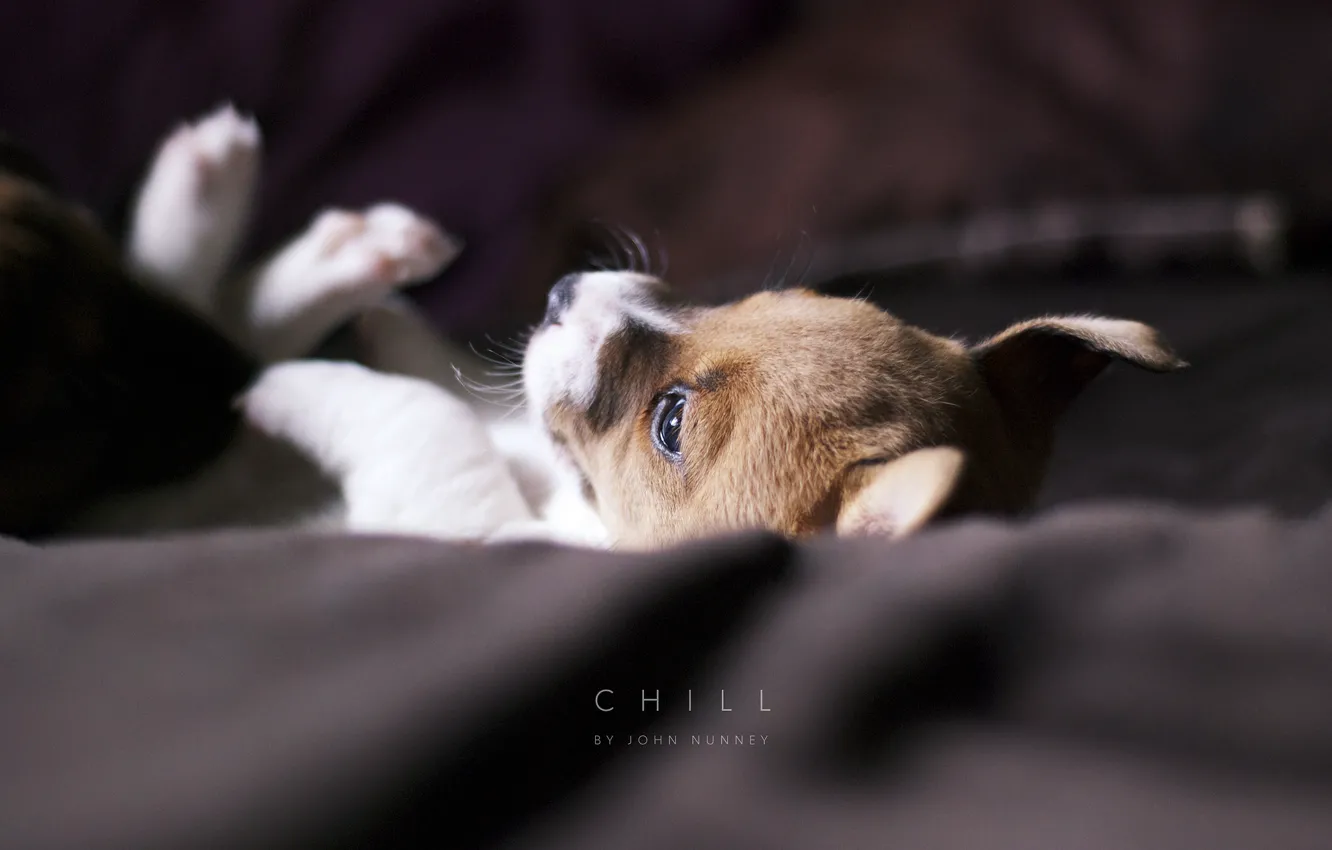 Фото обои собака, покрывало, щенок, chill