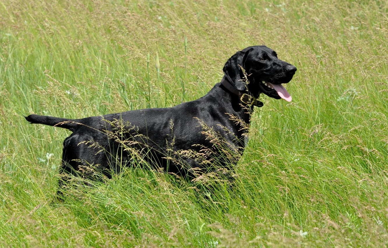 Фото обои трава, собака, чёрная