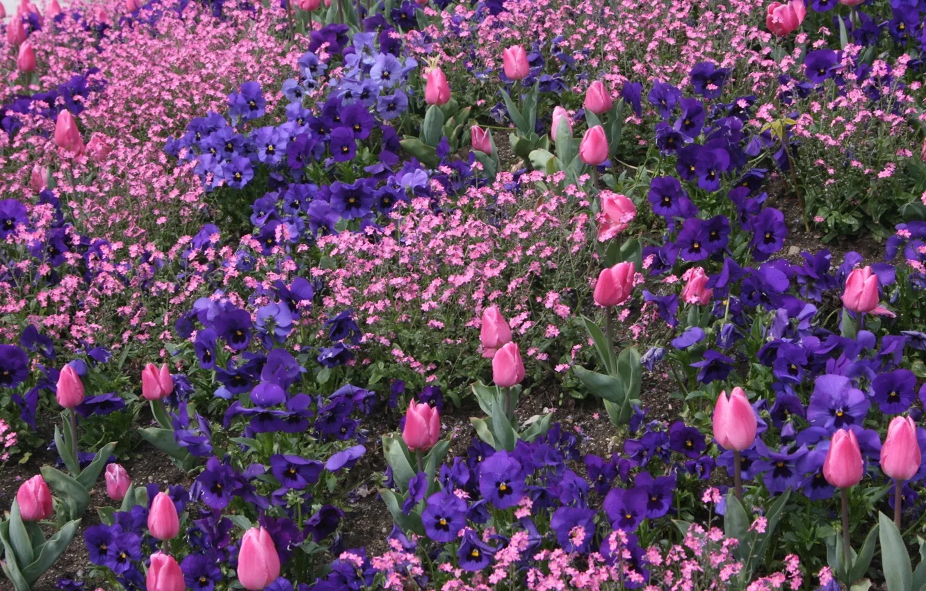 Фото обои Весна, Тюльпаны, Цветочки, Flowers, Spring, Цветение, Flowering, Pink tulips