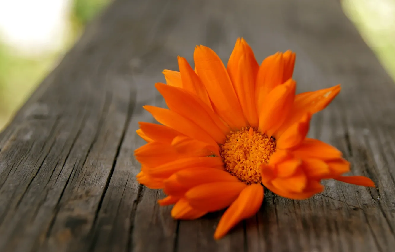 Фото обои цветок, оранжевый, дерево, лепестки