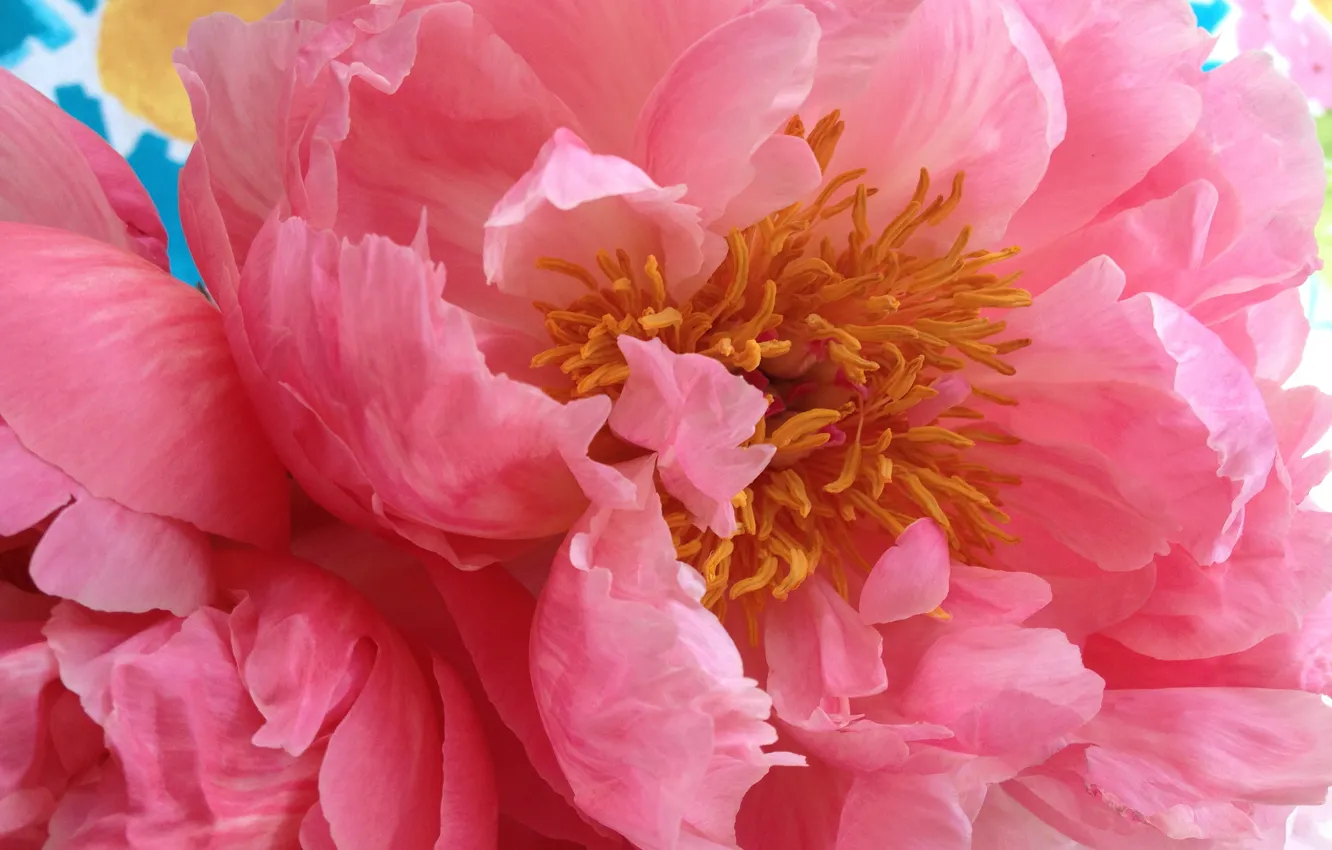 Фото обои цветок, макро, розовый, лепестки, пион