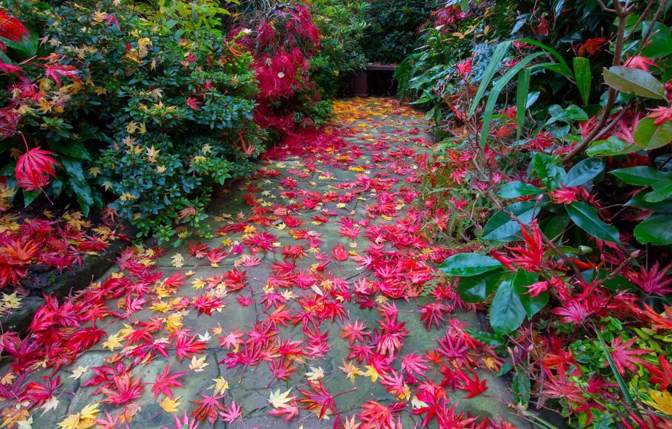 Фото обои осень, листья, Англия, сад, лавочка, дорожка, кусты, Walsall Garden