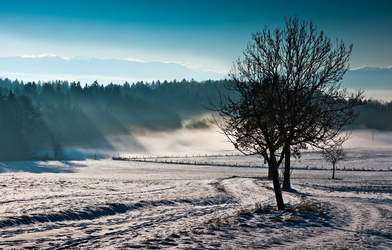 Фото обои поле, пейзаж, природа, туман, дерево
