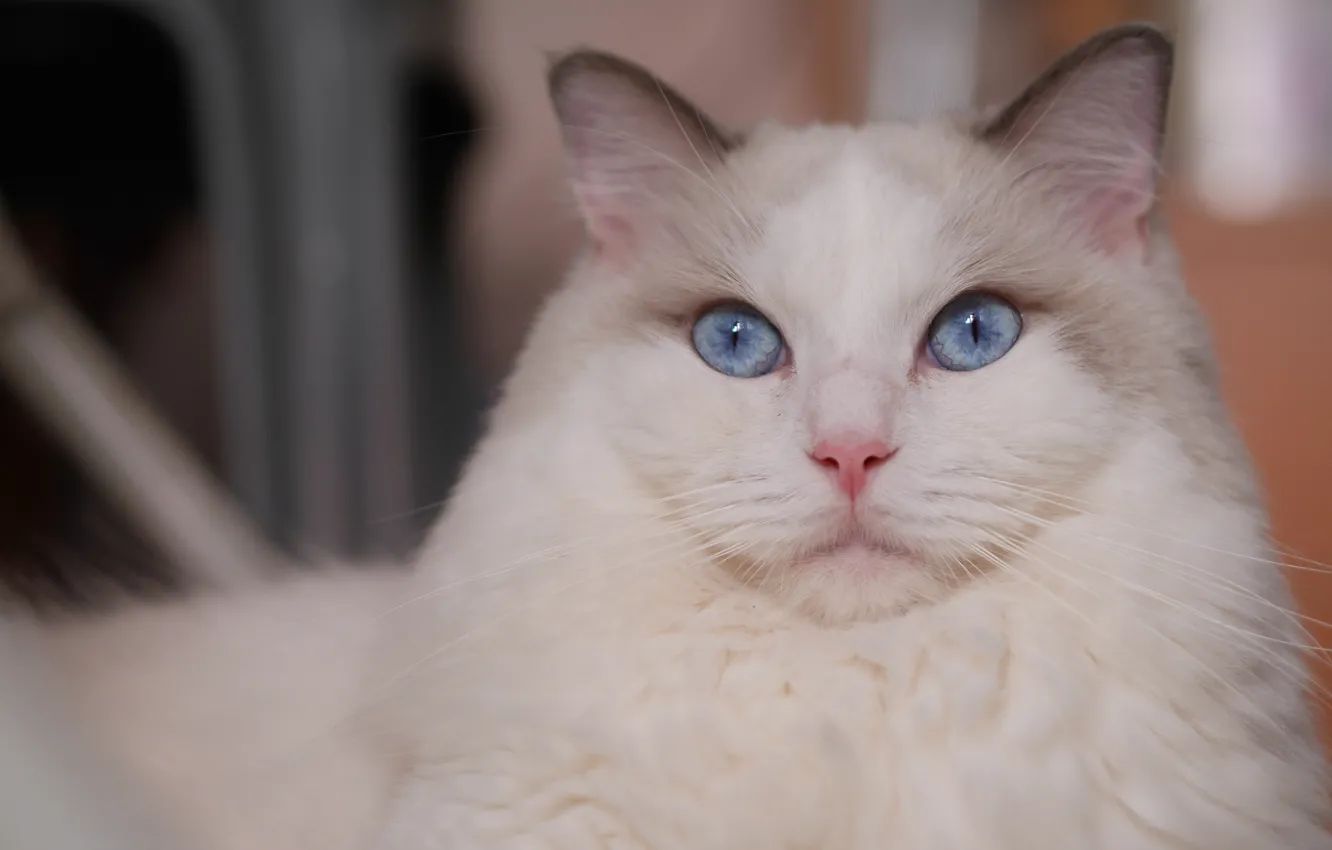Фото обои кошка, взгляд, портрет, мордочка, голубые глаза, красава, Рэгдолл
