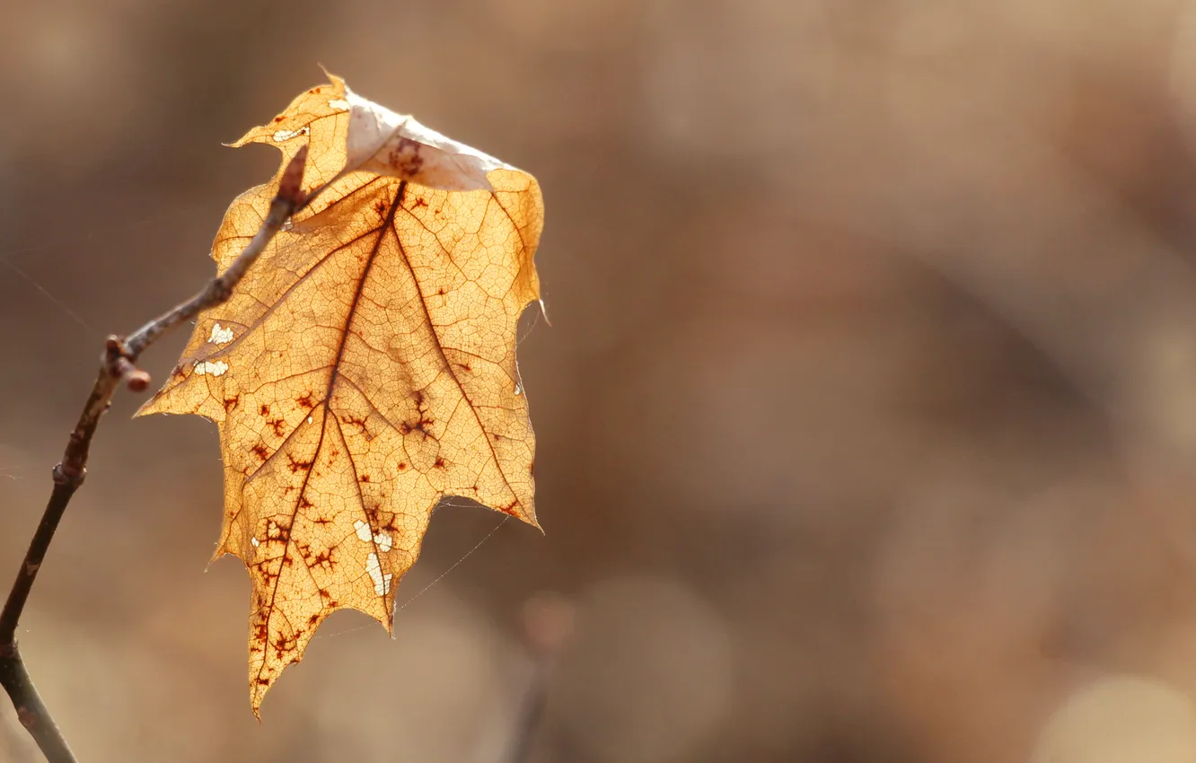 Фото обои yellow, autumn, leaf