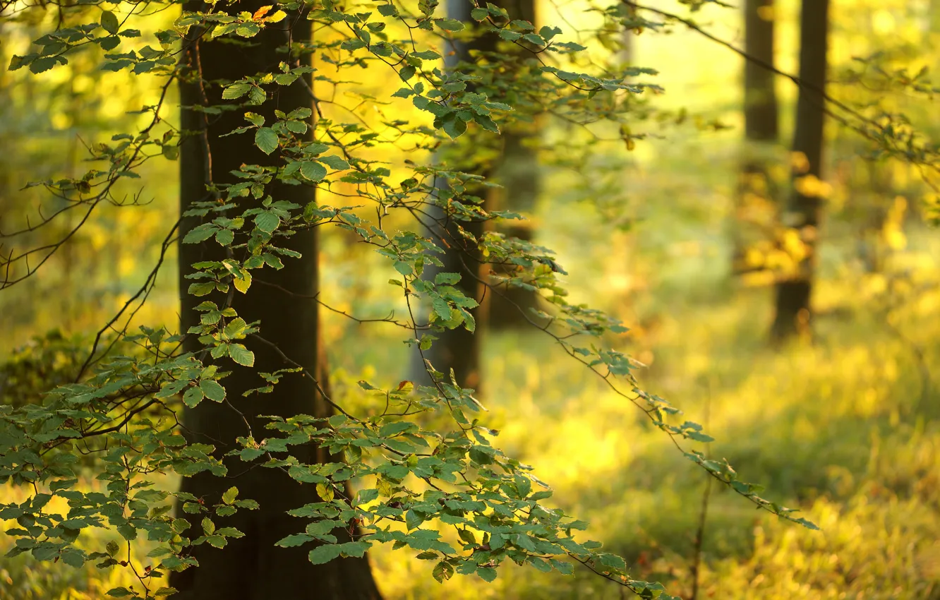 Фото обои лес, листья, свет, деревья