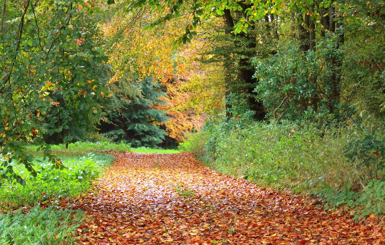 Фото обои осень, деревья, листва, дорожка