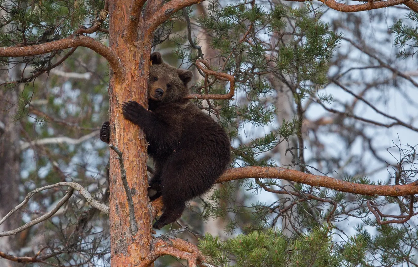 Фото обои ветки, дерево, животное, хищник, медведь, сосна, Peter Grischott
