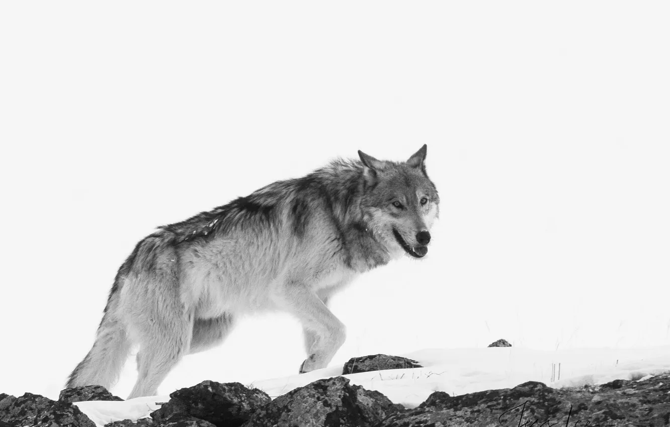 Фото обои predator, wolf, portrait, portrait., Canis lupus. face