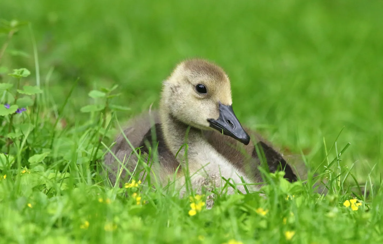 Фото обои зелень, трава, взгляд, серый, птица, поляна, весна, малыш