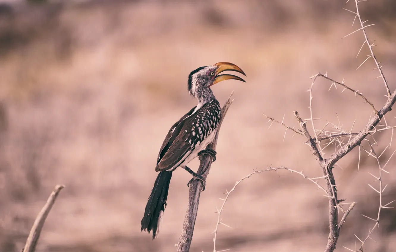 Фото обои Птица, Ветка, Намибия, Namibia, Национальный парк Этоша, Etosha National Park, Южный желтоклювый носорог, Southern yellow-billed …