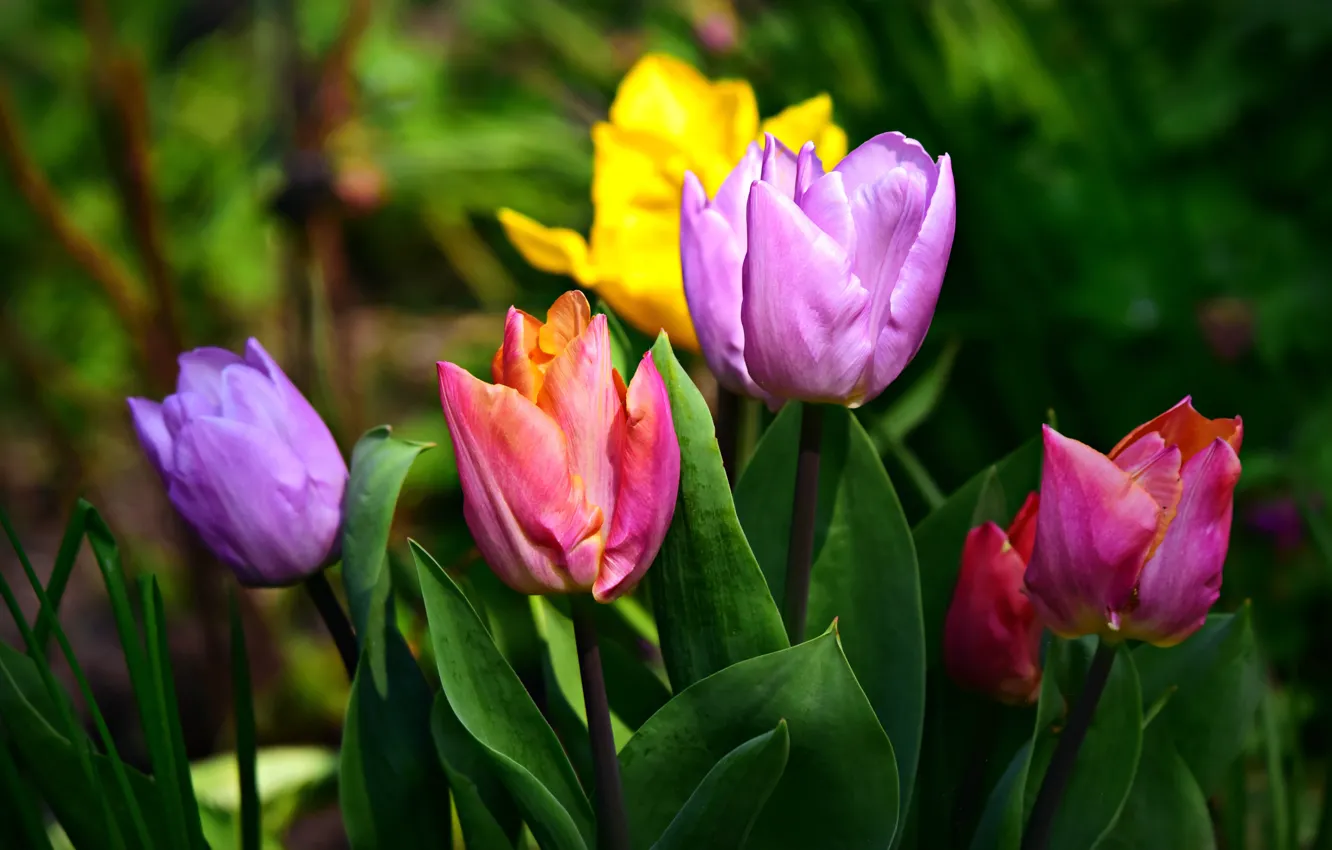 Фото обои цветы, яркие, весна, сад, тюльпаны, бутоны, разноцветные