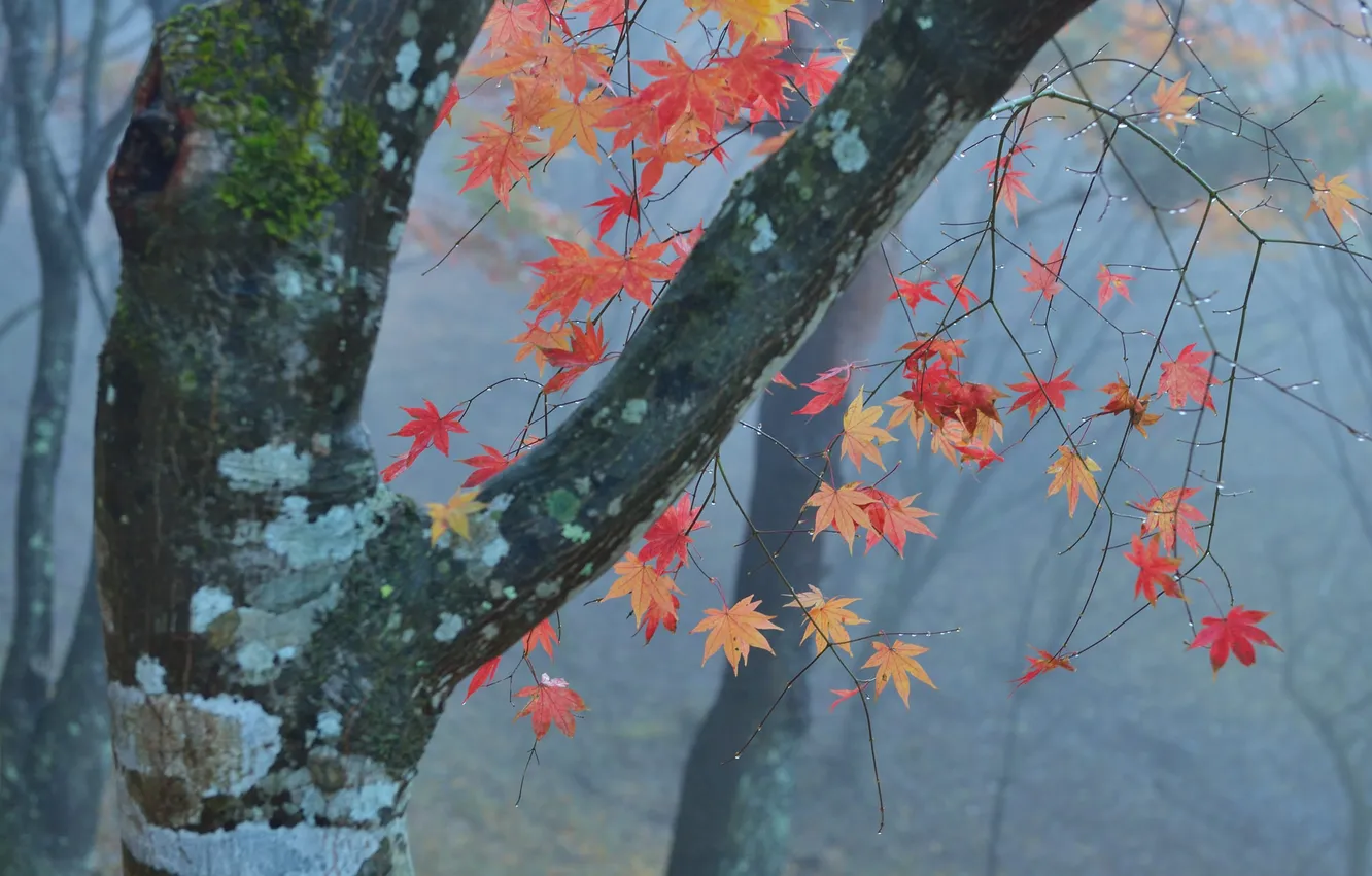 Фото обои осень, лес, листья, туман, дерево