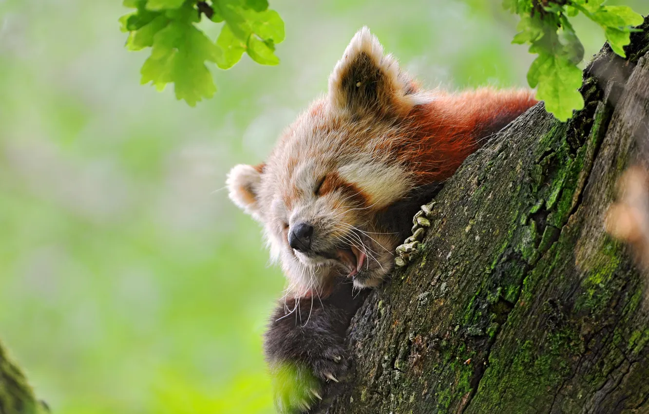 Фото обои на дереве, сонная, зивает, red panda, fire fox, панда красная