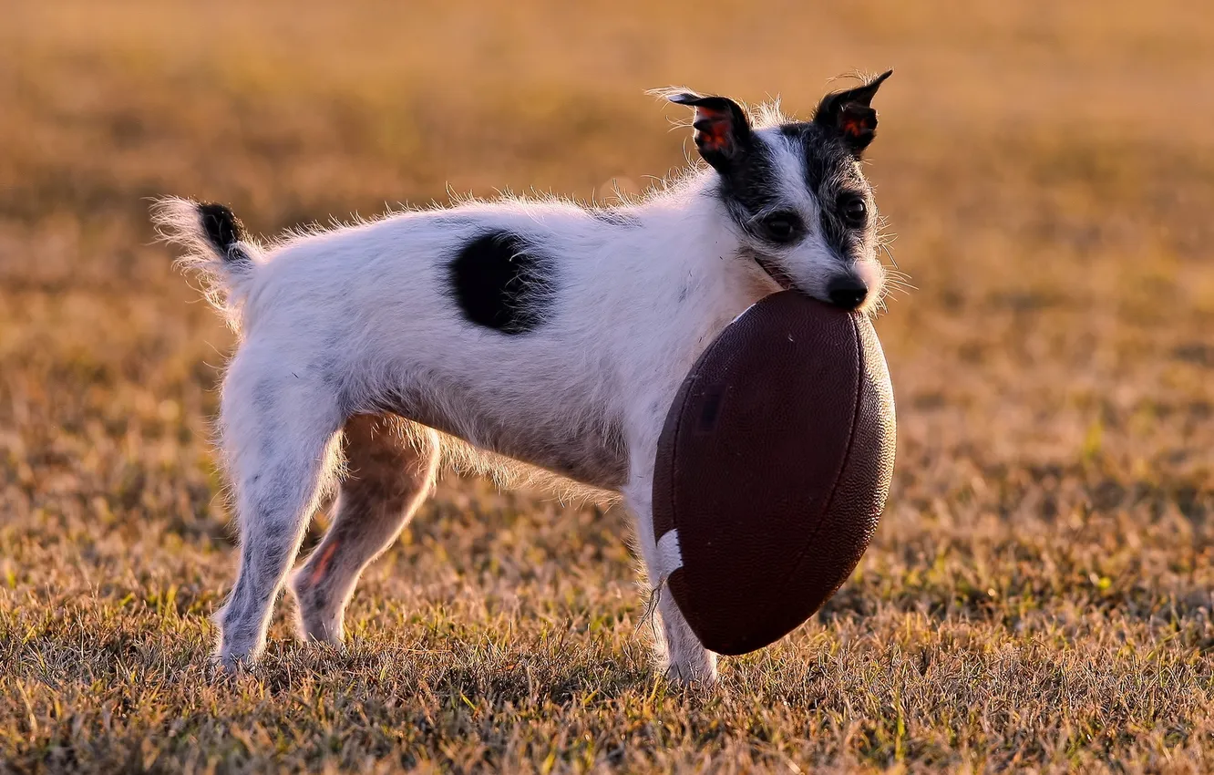 Фото обои поле, собака, мячь