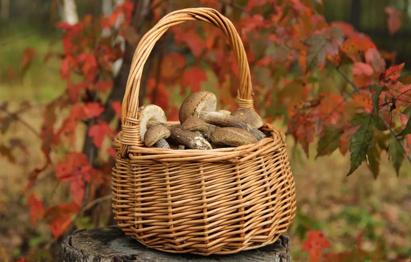 Фото обои осень, грибы, сентябрь, подберезовики