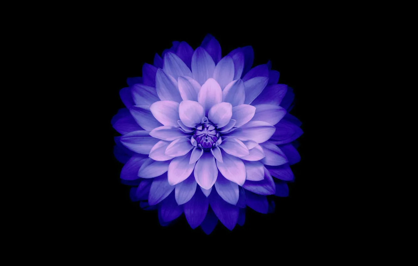 Фото обои цветок, фон, лепестки, Blue, IOS 8