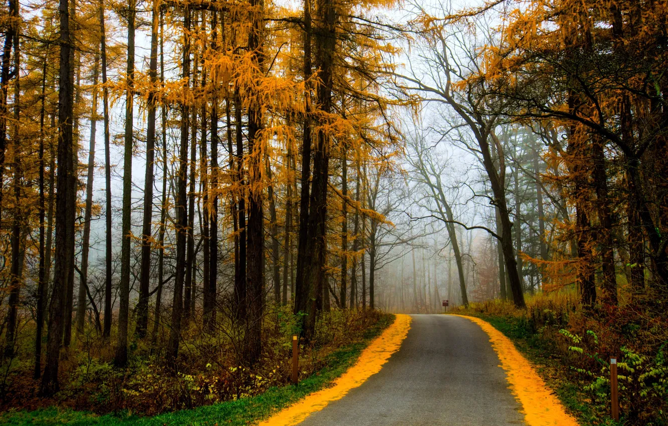 Фото обои дорога, осень, лес, деревья, туман