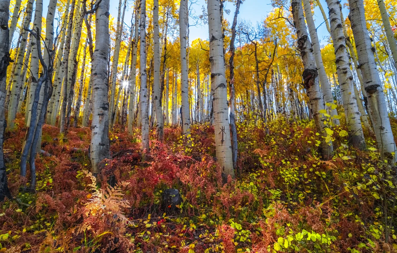 Фото обои осень, лес, деревья, листва, краски осени