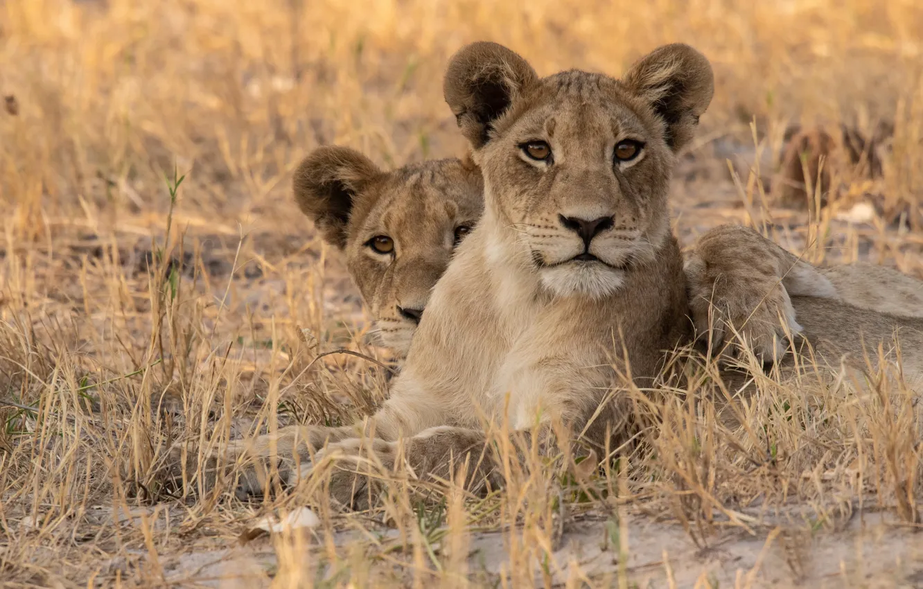 Фото обои трава, Африка, дикие кошки, львы, львица, львёнок