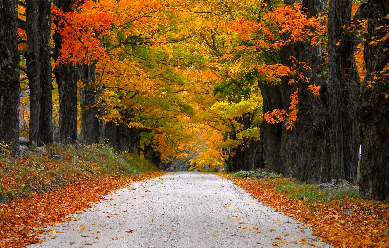 Фото обои дорога, осень, листья, природа, гора, colors, colorful, road