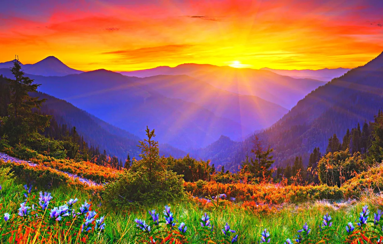 Фото обои солнце, закат, цветы, горы, заря