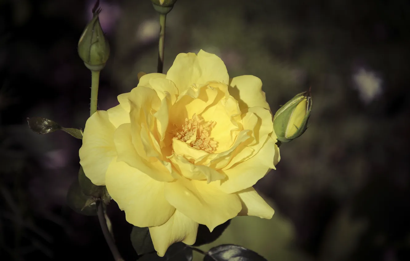 Фото обои цветок, темный фон, роза, желтая роза