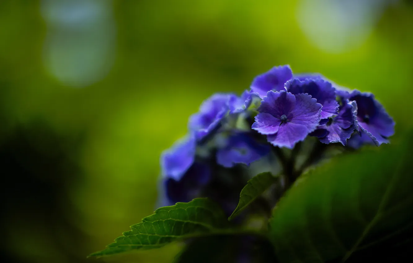 Фото обои цветы, фиолетовая, гортензия, июнь
