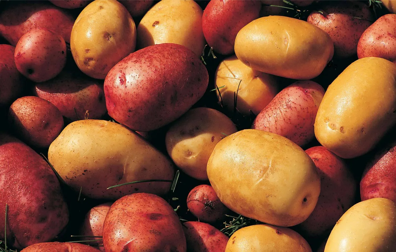 Фото обои фон, картофель, Potatoes