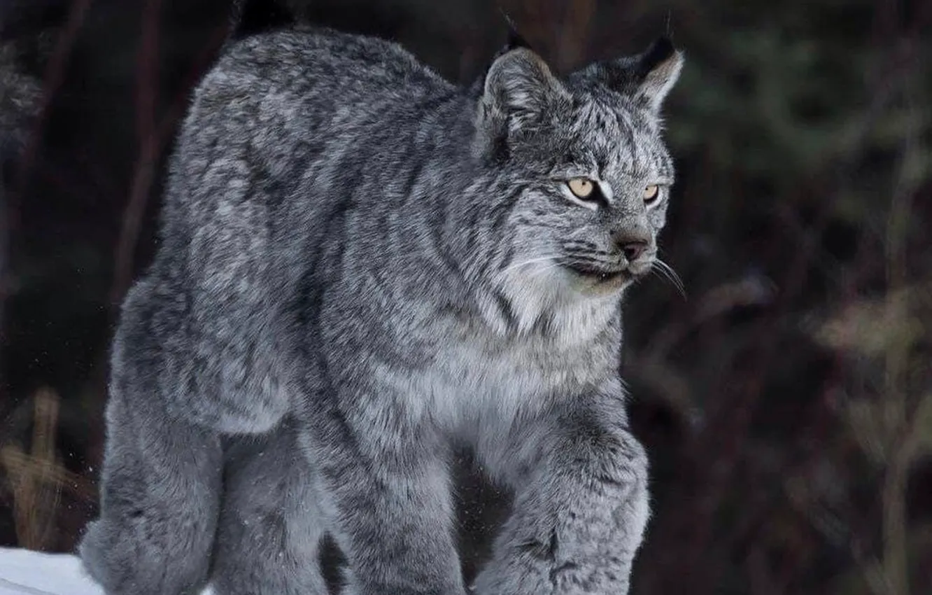 Фото обои snow, animal, Canadian, wildlife, lynx