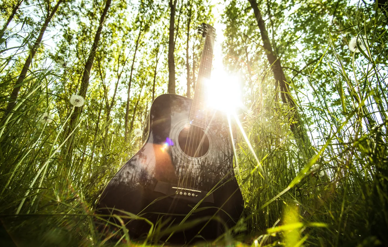 Фото обои лес, лето, трава, солнце, лучи, свет, музыка, настроение